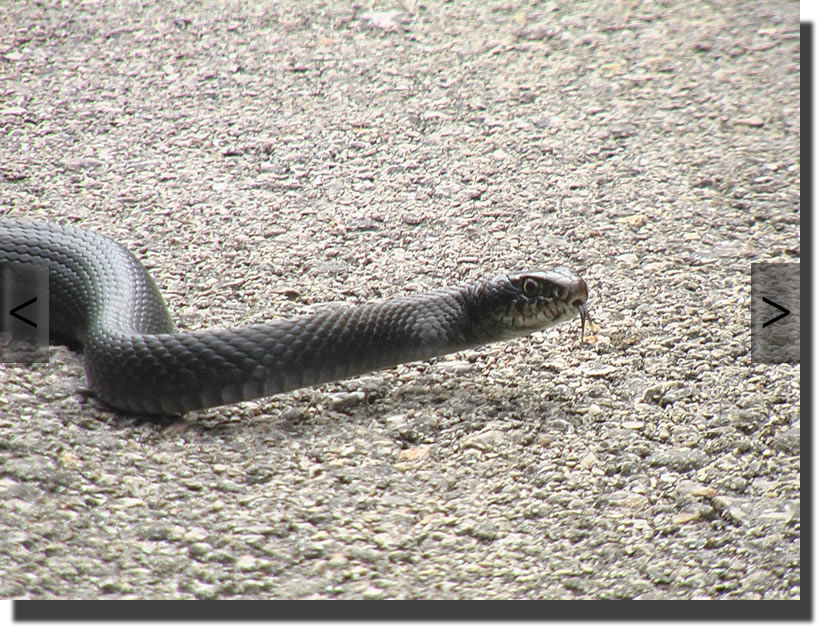 Hierophis viridiflavus